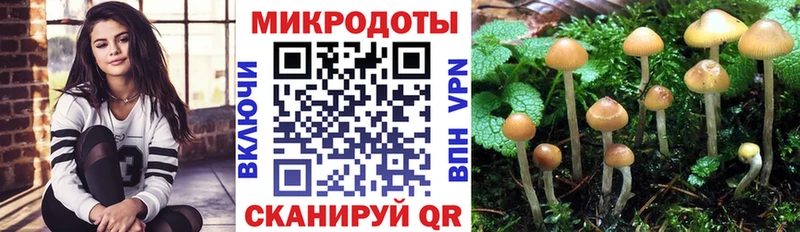 Псилоцибиновые грибы Psilocybe  закладка  Арсеньев 